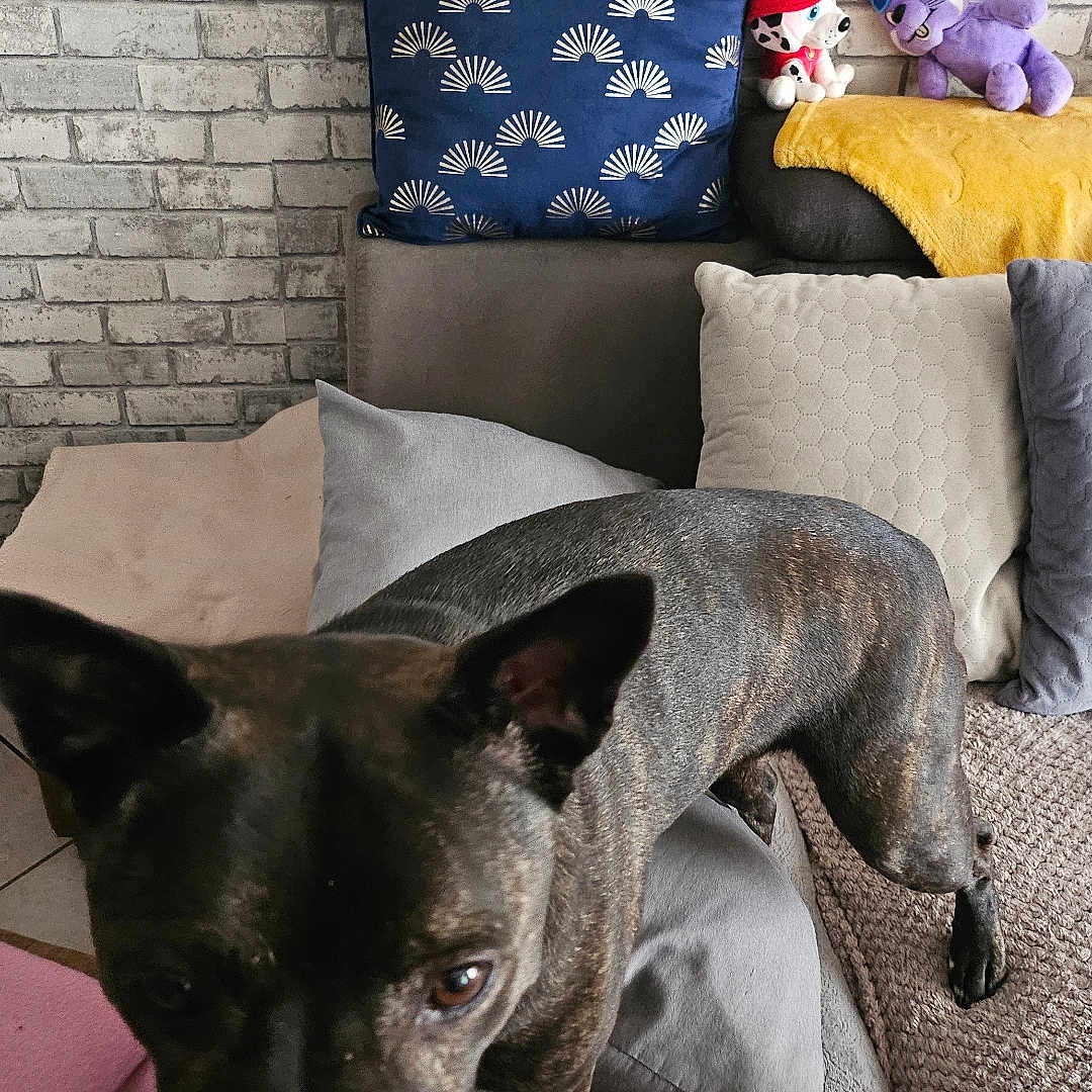 Nicia a rejoint le concours — aidez-le/la à gagner de superbes lots ! animal, brick_wall, brown_dog, couch, cozy, curious, decor, dog, domestic, fabric, furniture, home, indoor, living_room, pet, pillow, placemat, plush_toy, soft_toys, table