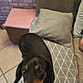 animal, bench, black_and_tan, blurry, canine, cozy, curious, cushion, dog, domestic, ears, footstool, furniture, home, indoor, living_room, pattern, pet, pillow, tile_floor