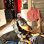 black_clothing, couch, dachshund, dog, door, floor_tiles, glasses, hand, home, indoor, jeans, kitchen, magnet, person, pet, photo, pink_bag, refrigerator, sunlight, tattoo