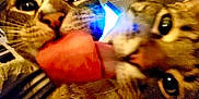 Jake Elwood joined the competition — help win amazing prizes! cat, cats, close_up, watermelon, fruit, tongue, playful, pets, animal, feline, indoor, eyes, whiskers, fur, sharing, cute, funny, food, two, companions