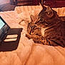 Jake Elwood joined the competition — help win amazing prizes! cat, tabby_cat, blanket, bed, tablet, screen, cozy, fur, indoor, pet, watching, resting, animal, feline, striped, snuggling, relaxing, cute, companion, warm