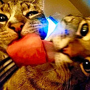 Jake Elwood joined the competition — help win amazing prizes! cat, cats, close_up, watermelon, fruit, tongue, playful, pets, animal, feline, indoor, eyes, whiskers, fur, sharing, cute, funny, food, two, companions