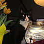 Choochie joined the competition — help win amazing prizes! cat, tuxedo_cat, fishbowl, water, flowers, tulips, yellow, indoor, lamp, table, plant, pets, animal, curious, black_and_white, reflection, glass, still_life, domestic, night