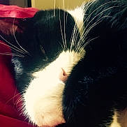 Choochie joined the competition — help win amazing prizes! cat, black_and_white, whiskers, close_up, sleeping, resting, feline, pet, animal, fur, pink_nose, curled_up, indoors, cozy, relaxed, soft, cute, mammal, domestic_animal, red_background