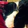 cat, black_and_white, whiskers, close_up, sleeping, resting, feline, pet, animal, fur, pink_nose, curled_up, indoors, cozy, relaxed, soft, cute, mammal, domestic_animal, red_background