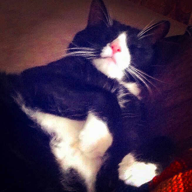 Choochie joined the competition — help win amazing prizes! animal, black_and_white, cat, close_up, cozy, cute, domestic_cat, feline, fur, indoor, nap, pet, pink_nose, portrait, quiet, relaxed, resting, sleeping, soft, whiskers