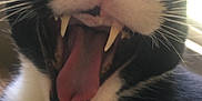 Choochie is registered to the contest to win money with this photo: cat, close_up, yawn, fangs, tongue, black_and_white, whiskers, pet, animal, mouth, nose, fur, indoor, cute, teeth, expression, mammal, domestic, feline, playful