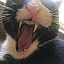 cat, close_up, yawn, fangs, tongue, black_and_white, whiskers, pet, animal, mouth, nose, fur, indoor, cute, teeth, expression, mammal, domestic, feline, playful
