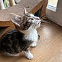 kitten, cat, pet, indoor, wooden_floor, scratcher, curious, feline, whiskers, window, natural_light, young_animal, tabby, cute, small, domestic_cat, animal, fur, ears, paws