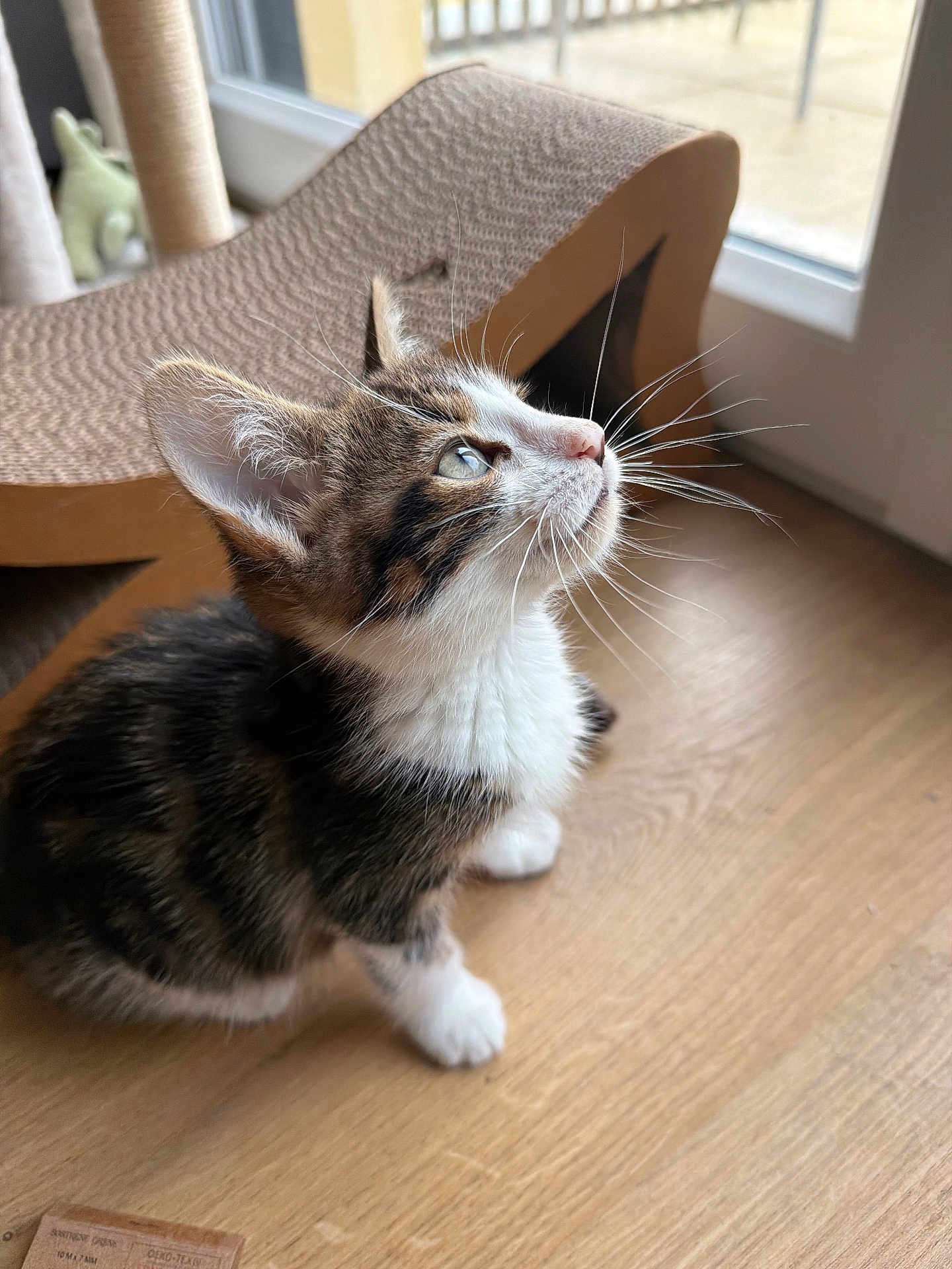 Simon a rejoint le concours — aidez-le/la à gagner de superbes lots ! kitten, cat, pet, indoor, wooden_floor, scratcher, curious, feline, whiskers, window, natural_light, young_animal, tabby, cute, small, domestic_cat, animal, fur, ears, paws