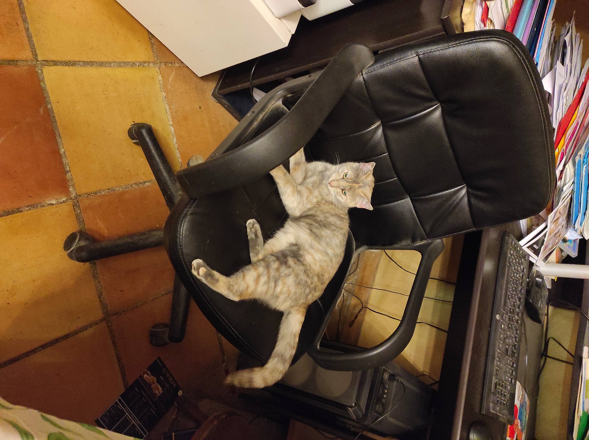 Choupi participe au concours pour gagner de l'argent avec cette photo : armrest, art, automotive_design, carnivore, cat, chair, comfort, domestic_short_haired_cat, felidae, floor, flooring, fur, hardwood, machine, room, small_to_medium_sized_cats, sporting_group, tail, wood