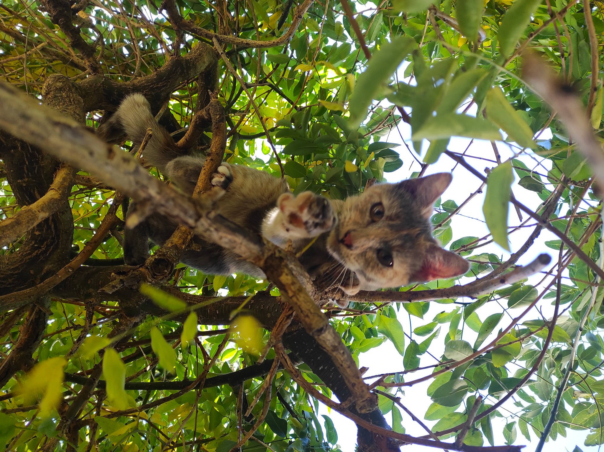 Choupi participe au concours pour gagner de l'argent avec cette photo : branch, jungle, marsupial, sky, terrestrial_animal, terrestrial_plant, tree, trunk, twig, wildlife, wood, woody_plant