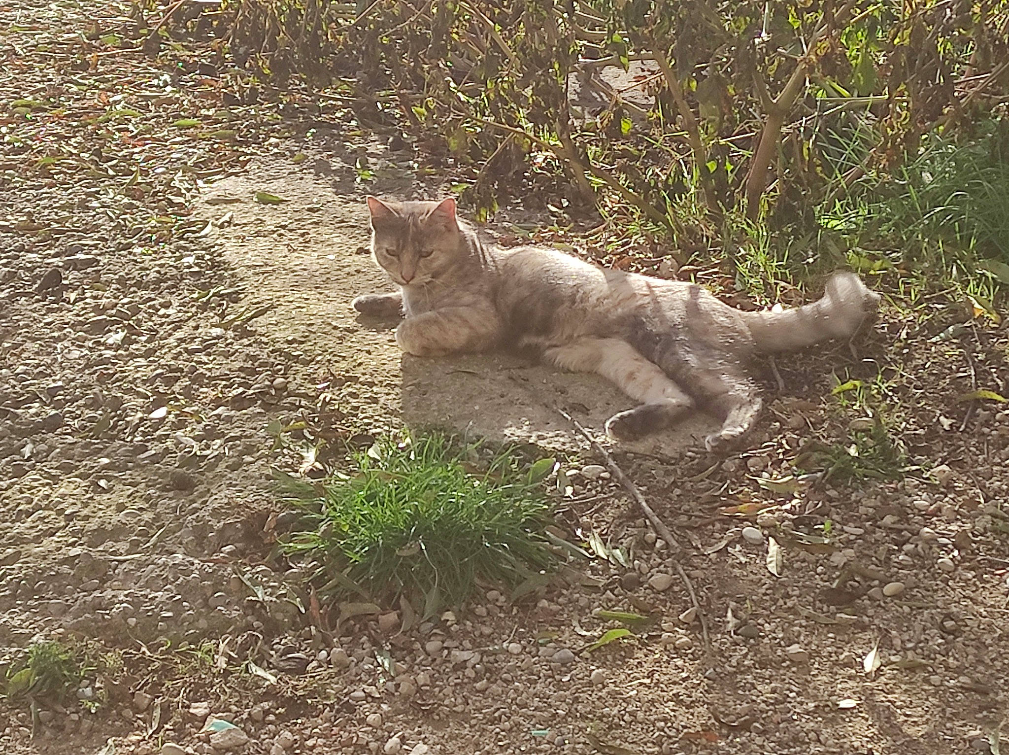 Choupi participe au concours pour gagner de l'argent avec cette photo : big_cats, canidae, carnivore, cat, domestic_short_haired_cat, fawn, felidae, fur, grass, groundcover, paw, plant, small_to_medium_sized_cats, snout, soil, sporting_group, tail, terrestrial_animal, trunk, whiskers