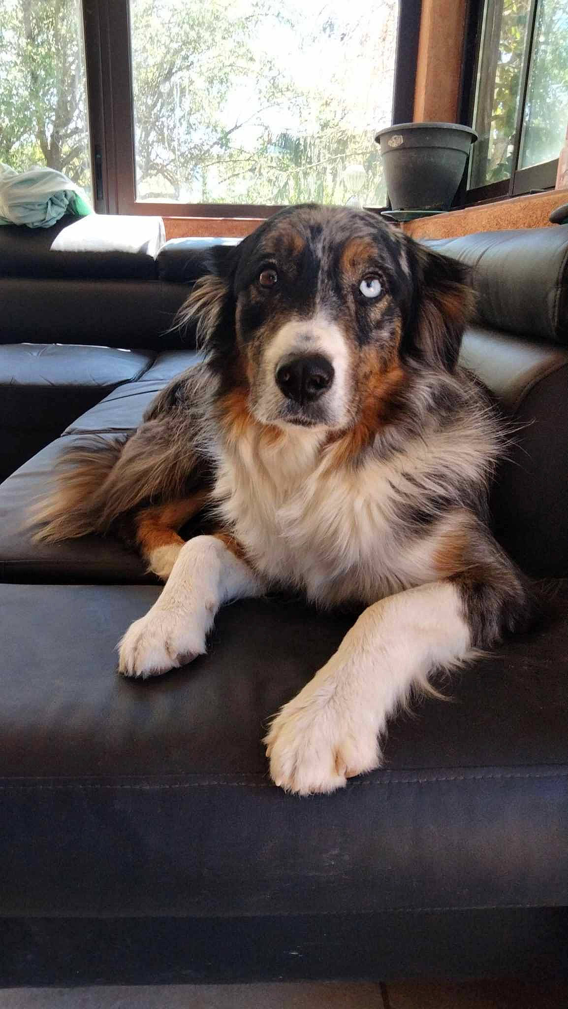 Kina participe au concours pour gagner de l'argent avec cette photo : canidae, carnivore, companion_dog, couch, dog, dog_breed, flooring, fur, herding_dog, plant, snout, sporting_group, terrestrial_animal, whiskers, working_dog