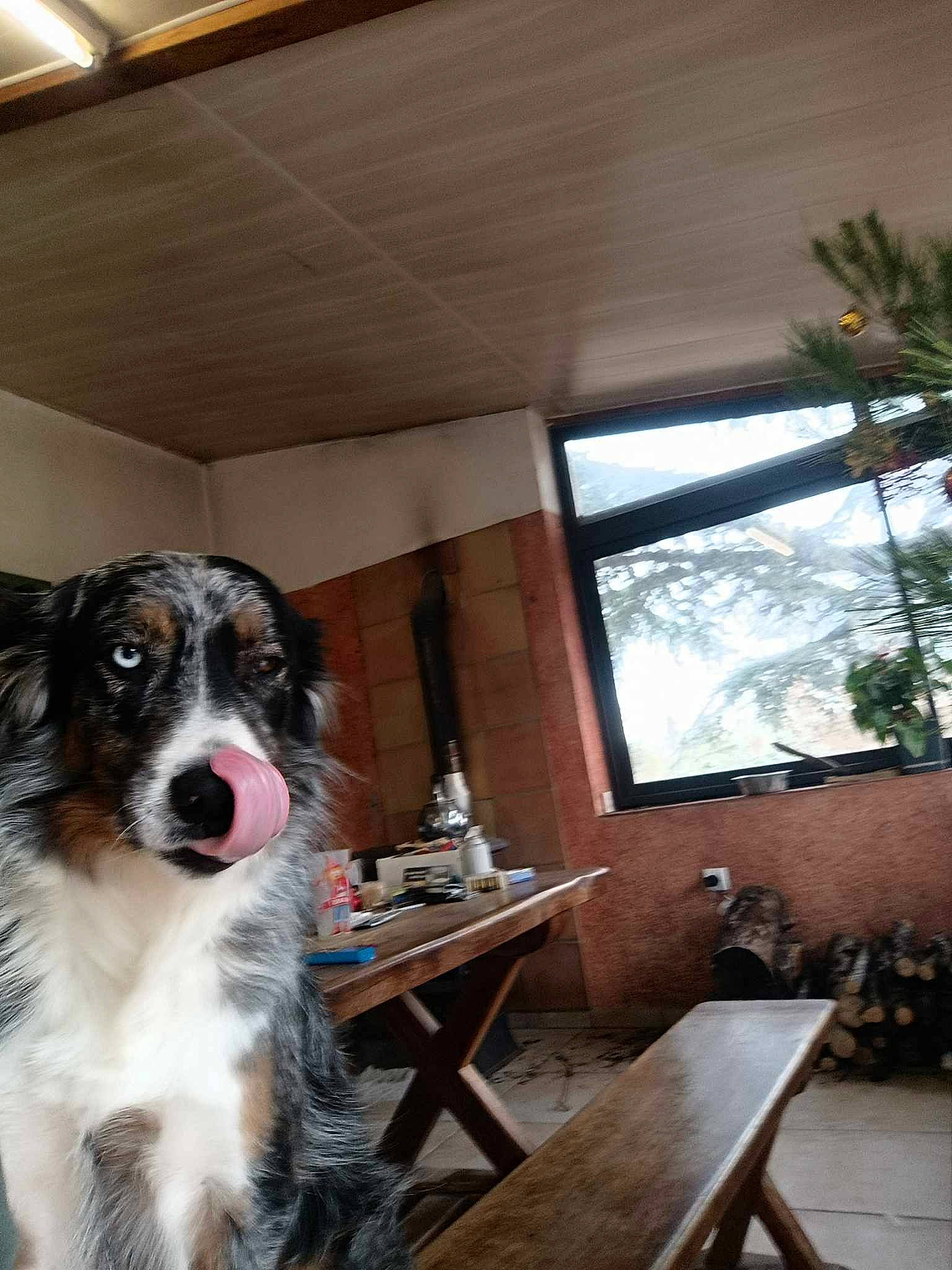 Kina participe au concours pour gagner de l'argent avec cette photo : border_collie, canidae, carnivore, chair, companion_dog, dog, dog_breed, event, fur, furniture, hardwood, herding_dog, kitchen_dining_room_table, palm_tree, plant, sporting_group, table, tree, window, wood