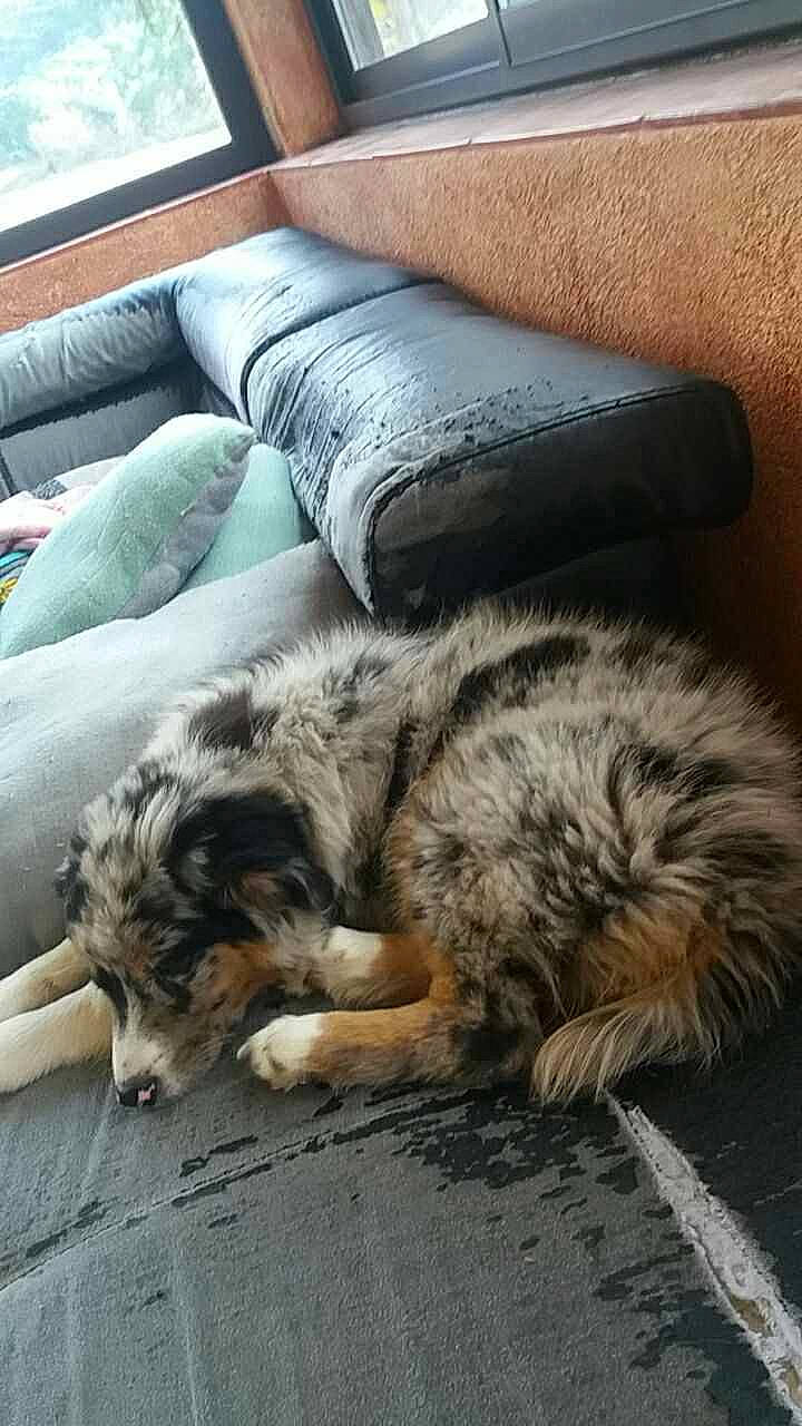 Kina participe au concours pour gagner de l'argent avec cette photo : carnivore, cat, comfort, companion_dog, couch, felidae, flooring, fur, grey, human_leg, nap, natural_material, paw, sleep, small_to_medium_sized_cats, studio_couch, tail, whiskers, wood