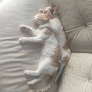 Choupa participe au concours pour gagner de l'argent avec cette photo : cat, cats, sleeping, cuddle, snuggle, leather_couch, furniture, paw, pet, animal, indoor, relaxing, cute, fur, whiskers, tail, ears, resting, cozy, peaceful