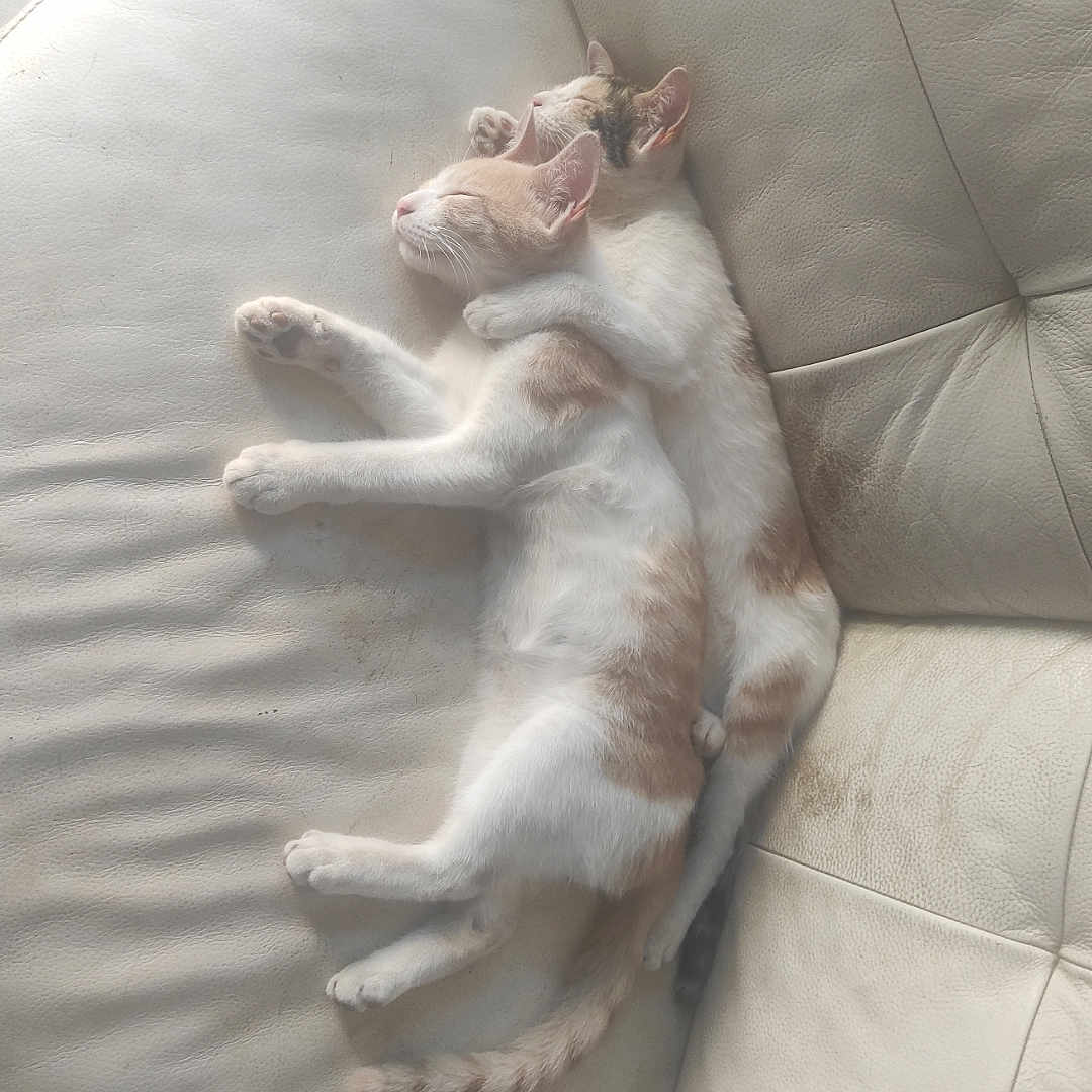 Choupa participe au concours pour gagner de l'argent avec cette photo : animal, cat, cats, cozy, cuddle, cute, ears, fur, furniture, indoor, leather_couch, paw, peaceful, pet, relaxing, resting, sleeping, snuggle, tail, whiskers