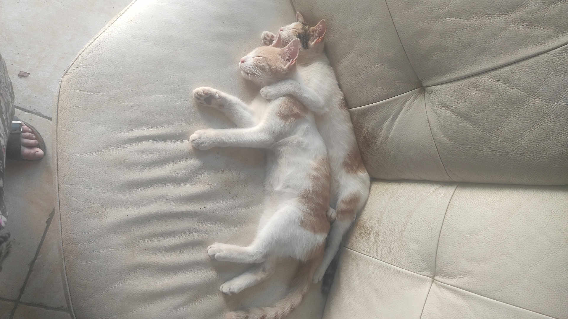 Choupa participe au concours pour gagner de l'argent avec cette photo : cat, cats, sleeping, cuddle, snuggle, leather_couch, furniture, paw, pet, animal, indoor, relaxing, cute, fur, whiskers, tail, ears, resting, cozy, peaceful