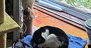 Juniper joined the competition — help win amazing prizes! animal, black_and_white_cat, blue_towel, cat, cat_tree, cozy, curled_up, greenery, home, indoors, nap, pet, relaxed, resting, scratching_post, sleeping, sunlight, towel, window, wooden_floor
