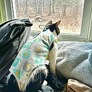 Juniper joined the competition — help win amazing prizes! animal, black_and_white_cat, blanket, cat, clothing, cozy, cushion, fabric, furniture, home, indoors, patterned, pet, portrait, relaxed, shirt, sitting, sleeping, sunlight, window