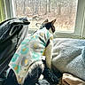 animal, black_and_white_cat, blanket, cat, clothing, cozy, cushion, fabric, furniture, home, indoors, patterned, pet, portrait, relaxed, shirt, sitting, sleeping, sunlight, window