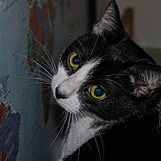 Juniper joined the competition — help win amazing prizes! cat, tuxedo_cat, black_and_white, animal, pet, feline, close_up, portrait, whiskers, green_eyes, golden_eyes, ears, fur, face, staring, indoors, world_map, colorful, dramatic_lighting, curious