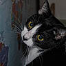 cat, tuxedo_cat, black_and_white, animal, pet, feline, close_up, portrait, whiskers, green_eyes, golden_eyes, ears, fur, face, staring, indoors, world_map, colorful, dramatic_lighting, curious