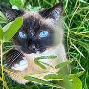 Sundae a rejoint le concours — aidez-le/la à gagner de superbes lots ! cat, siamese_cat, blue_eyes, whiskers, fur, face, animal, outdoor, greenery, plants, grass, nature, curious, close_up, pet, ears, mammal, feline, eye_contact