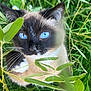cat, siamese_cat, blue_eyes, whiskers, fur, face, animal, outdoor, greenery, plants, grass, nature, curious, close_up, pet, ears, mammal, feline, eye_contact
