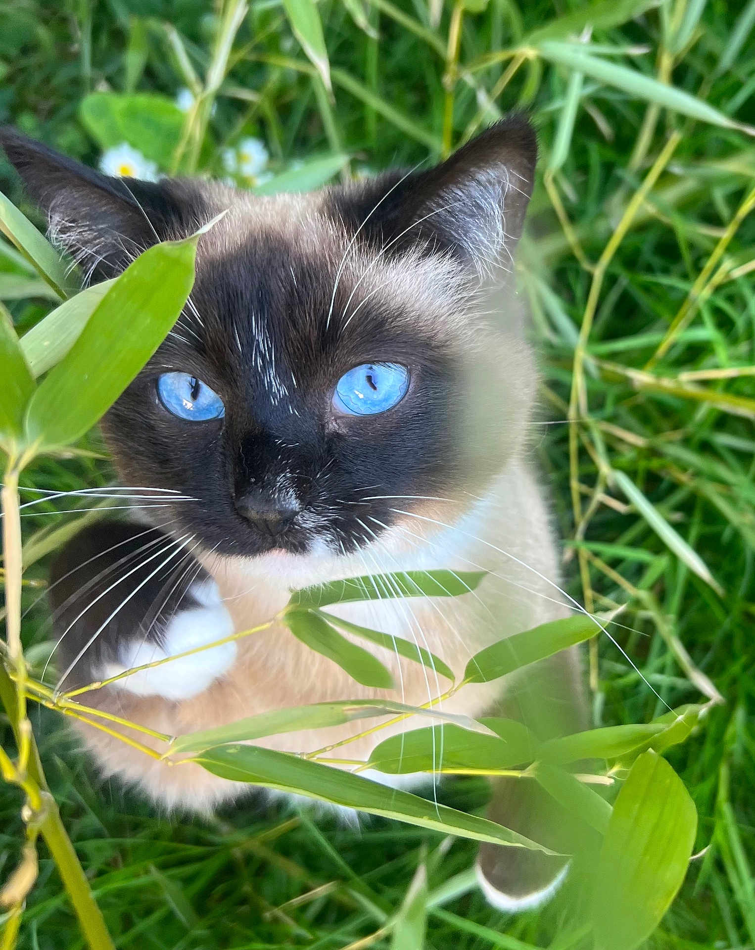 Sundae a rejoint le concours — aidez-le/la à gagner de superbes lots ! cat, siamese_cat, blue_eyes, whiskers, fur, face, animal, outdoor, greenery, plants, grass, nature, curious, close_up, pet, ears, mammal, feline, eye_contact