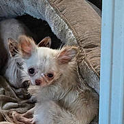 Toot joined the competition — help win amazing prizes! dog, chihuahua, pet_bed, cozy, small_dog, fur, animal, indoor, resting, cute, ears, blanket, sleepy, companions, domestic, snuggle, furry, curious, closeup, relaxing