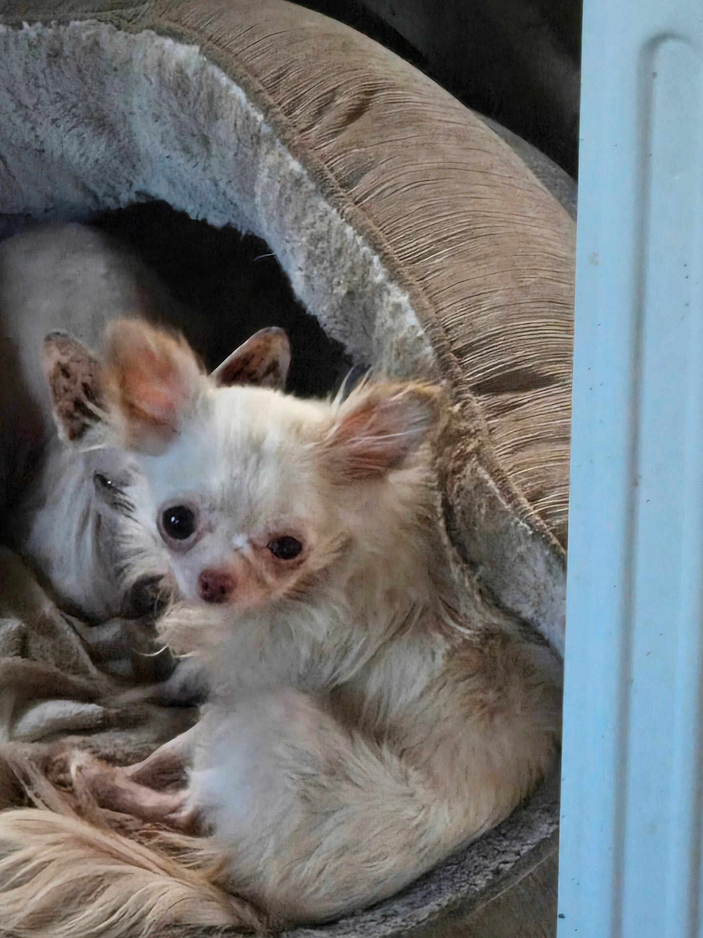 Toot joined the competition — help win amazing prizes! dog, chihuahua, pet_bed, cozy, small_dog, fur, animal, indoor, resting, cute, ears, blanket, sleepy, companions, domestic, snuggle, furry, curious, closeup, relaxing