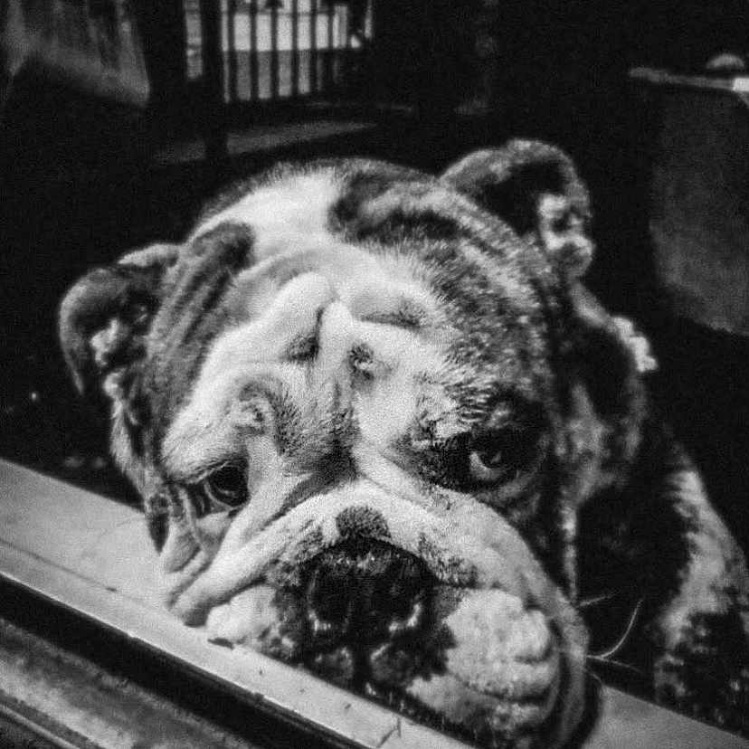 Wech a rejoint le concours — aidez-le/la à gagner de superbes lots ! adult, animal, bostonbull, boxer, bulldog, canine, dog, face, frenchbulldog, head, indoors, male, man, person, pet, pitbull, pug, puppy, sleeping