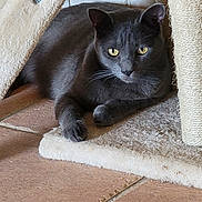 Gizmo a rejoint le concours — aidez-le/la à gagner de superbes lots ! animal, carpet, cat, cat_tree, closeup, cozy, domestic_cat, ears, feline, fur, gray_cat, home, indoor, paw, pet, quiet, resting, tile_floor, whiskers, yellow_eyes