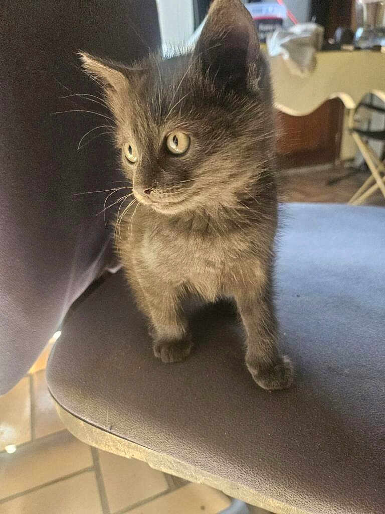 Gismo