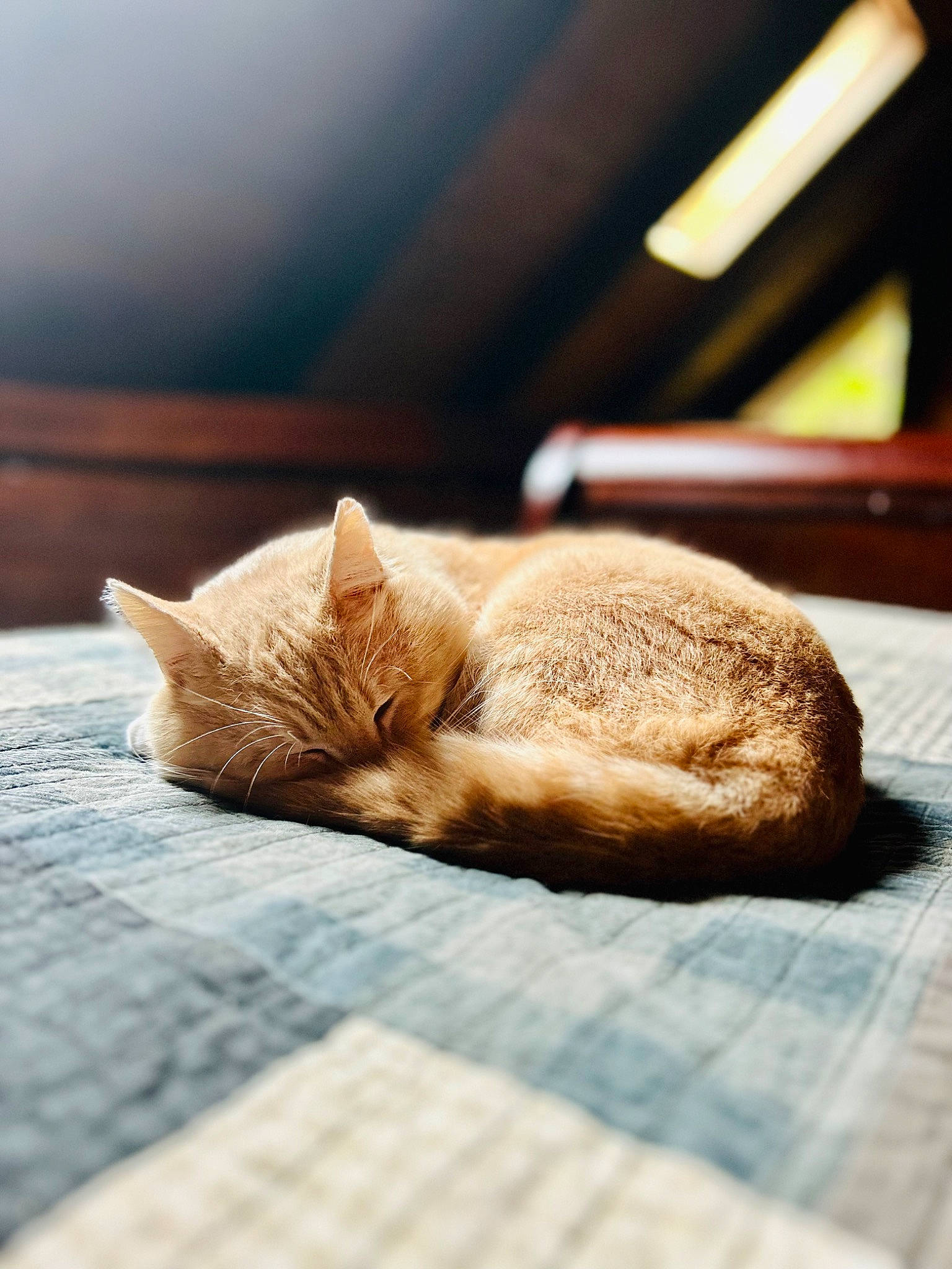 Archie is registered to the contest to win money with this photo: carnivore, cat, comfort, domestic_short_haired_cat, fawn, felidae, flooring, fur, hardwood, linens, nap, paw, small_to_medium_sized_cats, snout, tail, tints_and_shades, whiskers, wildlife, window, wood