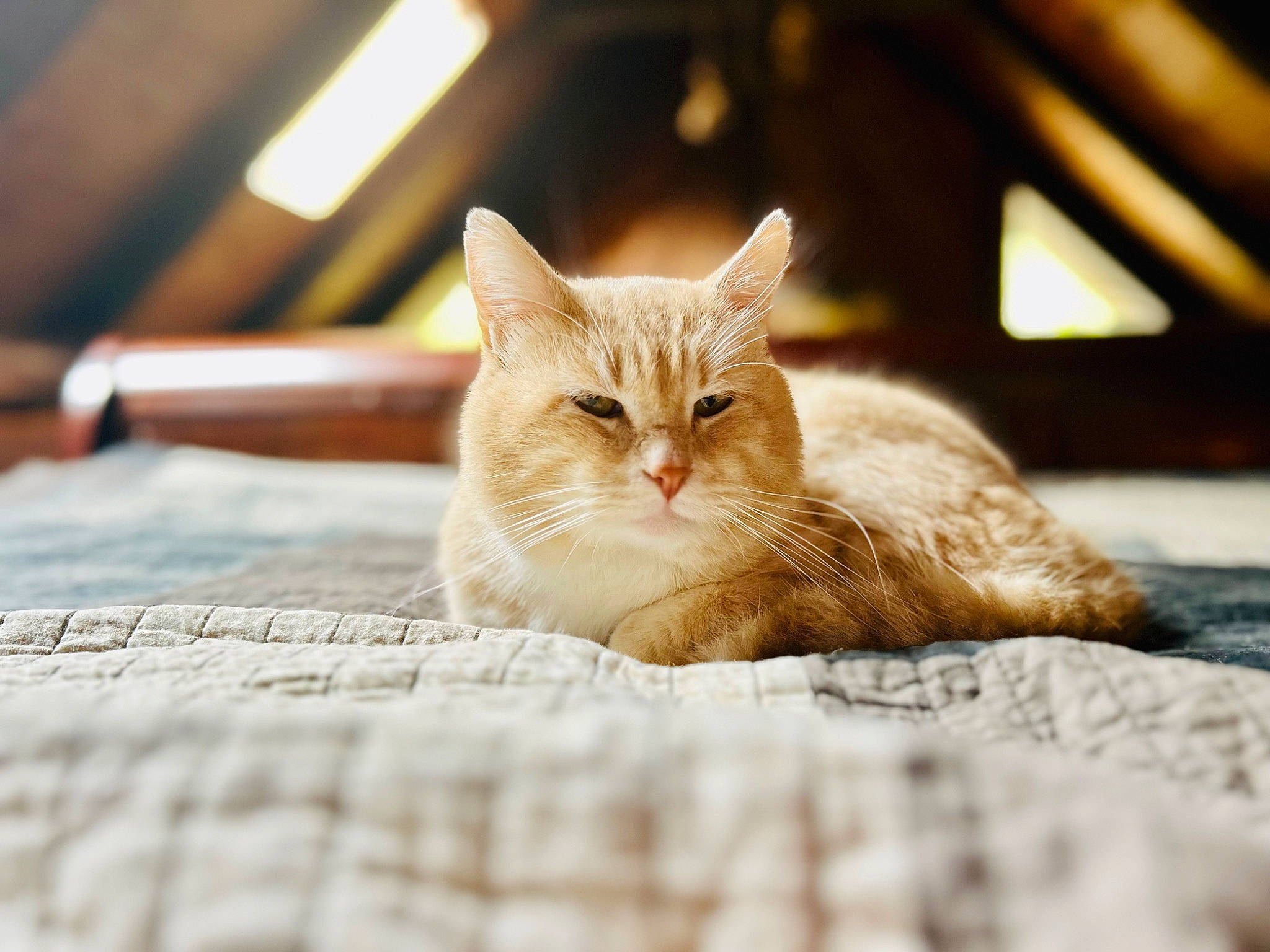 Archie joined the competition — help win amazing prizes! bed, carnivore, cat, claw, comfort, domestic_short_haired_cat, fawn, felidae, fur, linens, nap, paw, sitting, small_to_medium_sized_cats, snout, tail, terrestrial_animal, tree, whiskers, wood