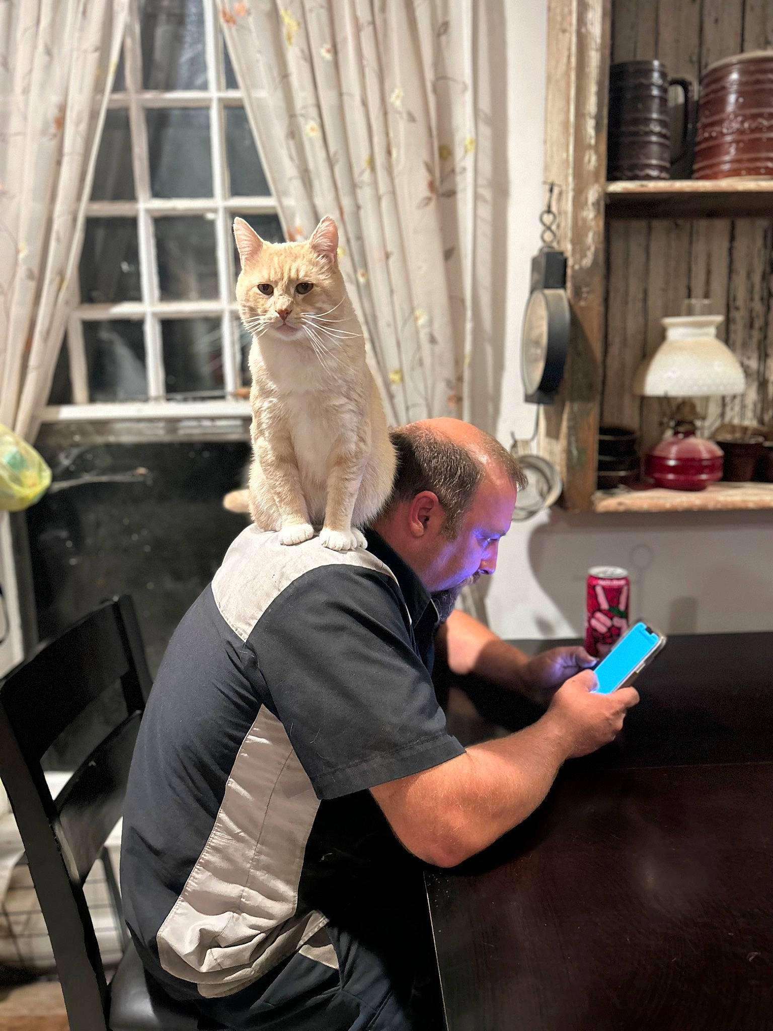 Archie is registered to the contest to win money with this photo: art, artist, carnivore, cat, chair, curtain, domestic_short_haired_cat, eyewear, fawn, felidae, fur, gesture, leisure, sitting, small_to_medium_sized_cats, t_shirt, tail, vacation, visual_arts, whiskers