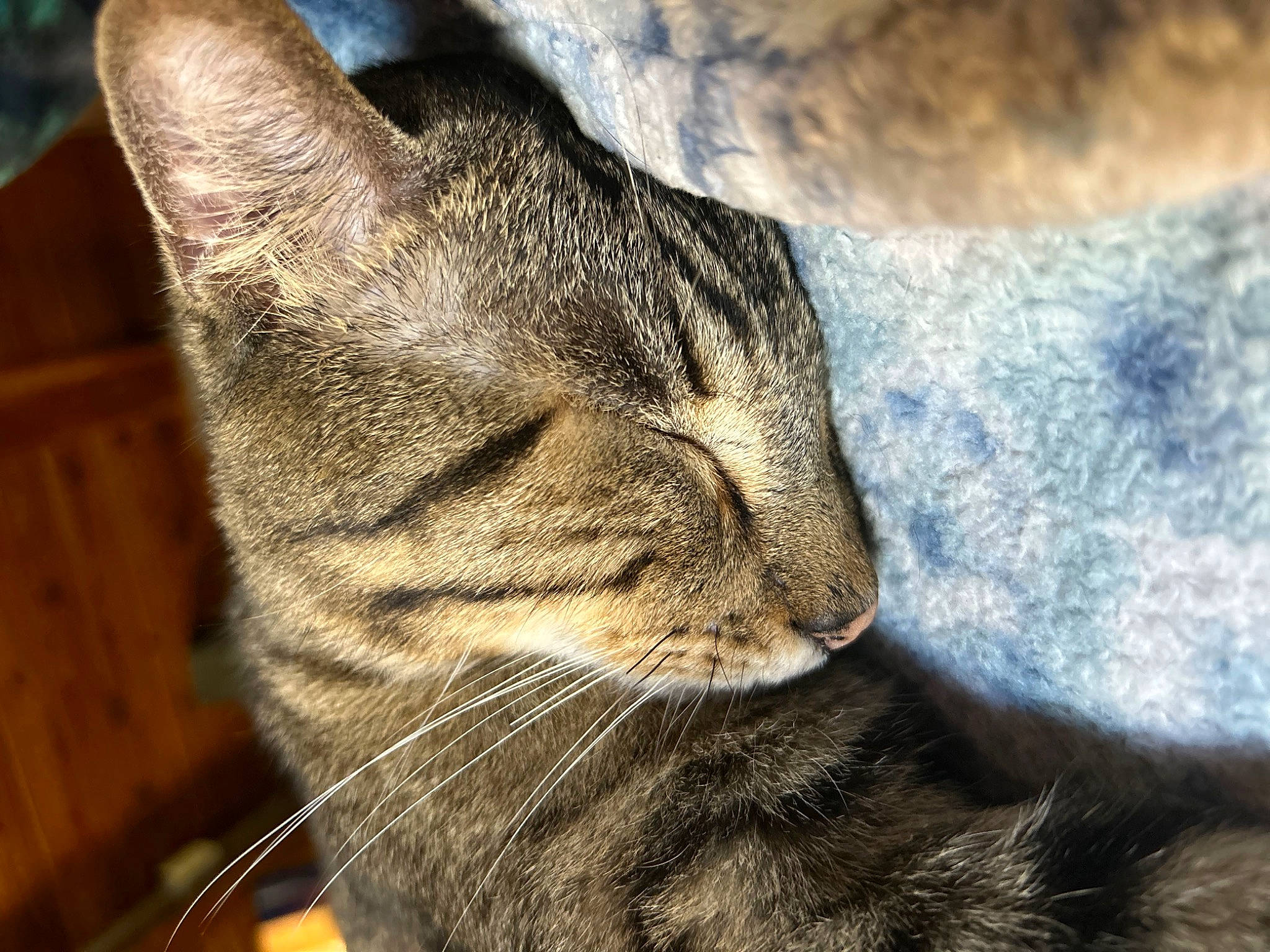 Stripes is registered to the contest to win money with this photo: carnivore, cat, claw, comfort, domestic_short_haired_cat, ear, felidae, fur, nap, paw, sand, sky, sleep, small_to_medium_sized_cats, snout, tail, terrestrial_animal, whiskers, wildlife