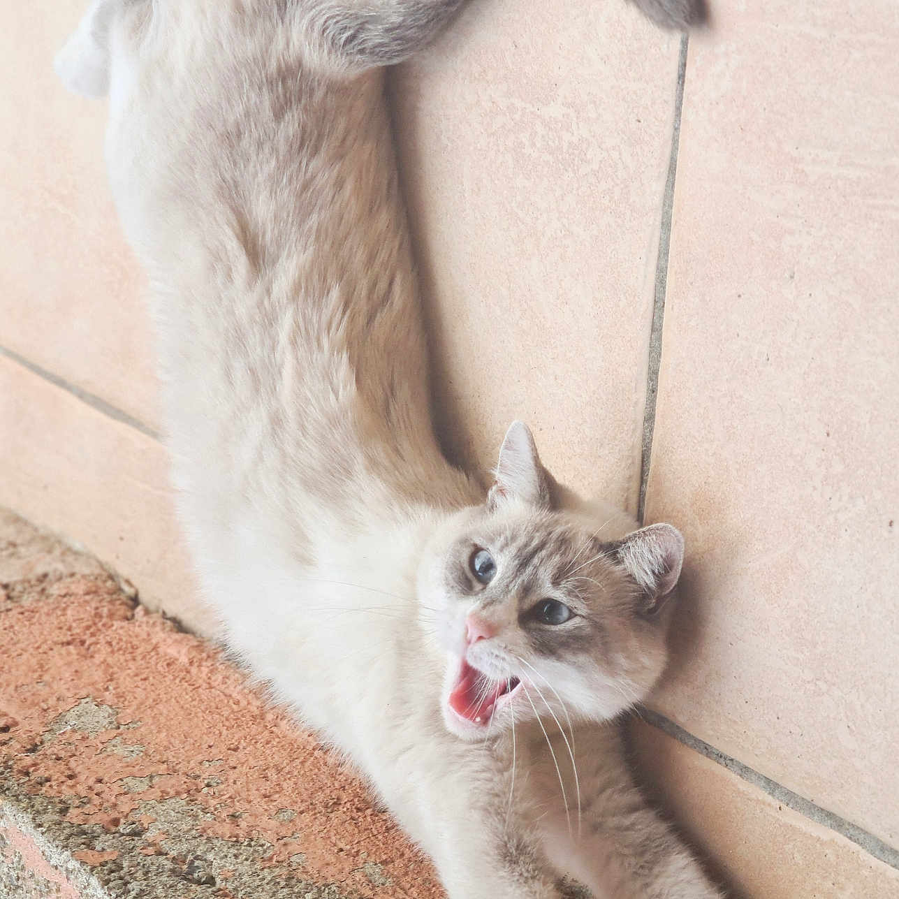 Kaya a rejoint le concours — aidez-le/la à gagner de superbes lots ! abyssinian, accessories, angora, animal, architecture, bodypart, building, cat, face, head, kitten, manx, mouth, person, pet, siamese, sleeping, strap, tongue, wall