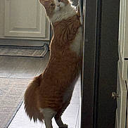 Willy is registered to the contest to win money with this photo: cat, orange_cat, white_cat, standing, kitchen, appliance, cabinet, floor, curious, pet, indoor, home, feline, fur, tail, whiskers, light, shadow, domestic, animal