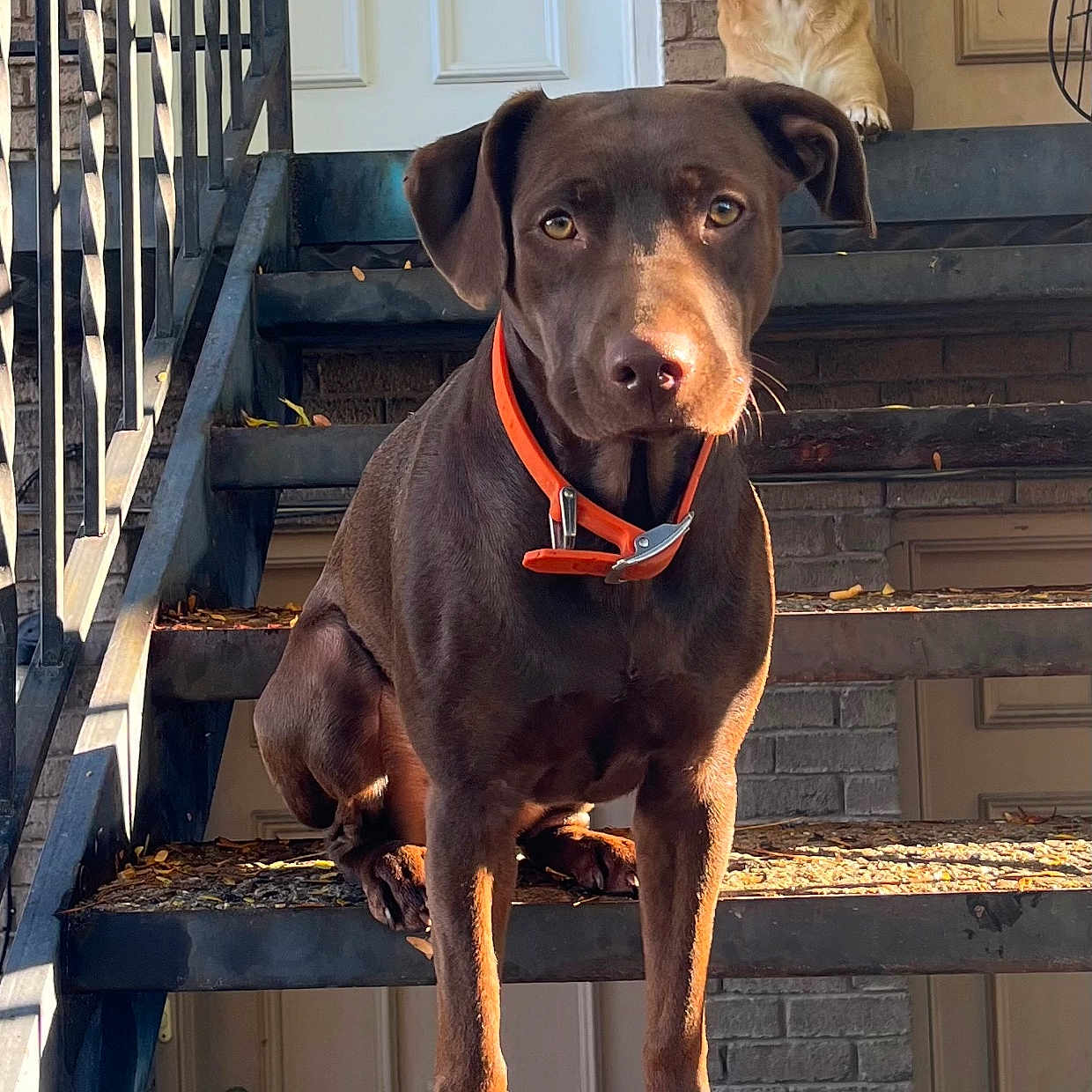 Nina joined the competition — help win amazing prizes! animal, architecture, building, canine, deck, dog, door, handrail, hound, house, housing, labradorretriever, outdoors, pet, pointer, porch, puppy, shelter, staircase, wood