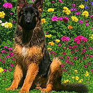 Ayrone a rejoint le concours — aidez-le/la à gagner de superbes lots ! dog, german_shepherd, puppy, sitting, grass, flower_garden, colorful_flowers, greenery, outdoor, nature, pet, canine, fur, ears, tail, vibrant, spring, summer, cute, animal