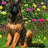 dog, german_shepherd, puppy, sitting, grass, flower_garden, colorful_flowers, greenery, outdoor, nature, pet, canine, fur, ears, tail, vibrant, spring, summer, cute, animal