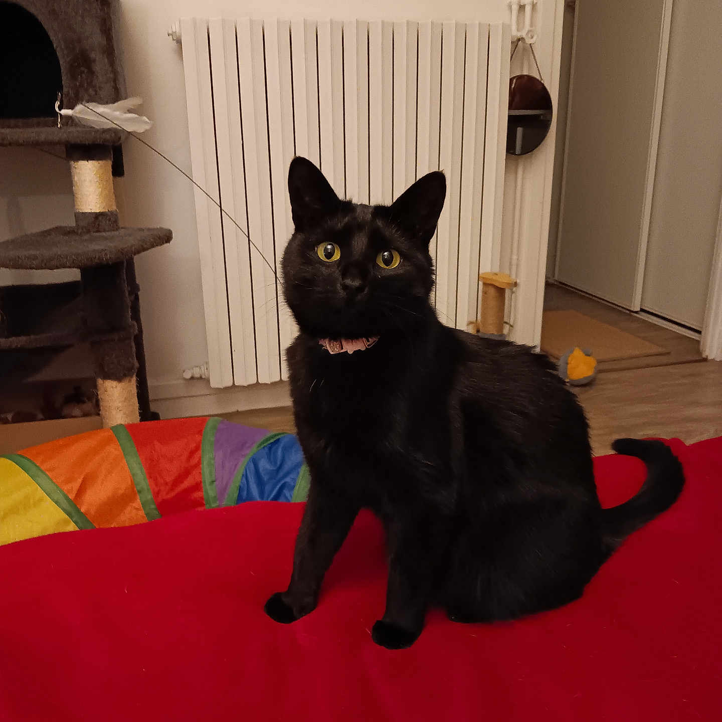 Uranie participe au concours pour gagner de l'argent avec cette photo : accessories, animal, architecture, bag, blackcat, building, cat, couch, furniture, handbag, hardwood, homedecor, indoors, livingroom, manx, pet, plywood, rug, shelf, wood