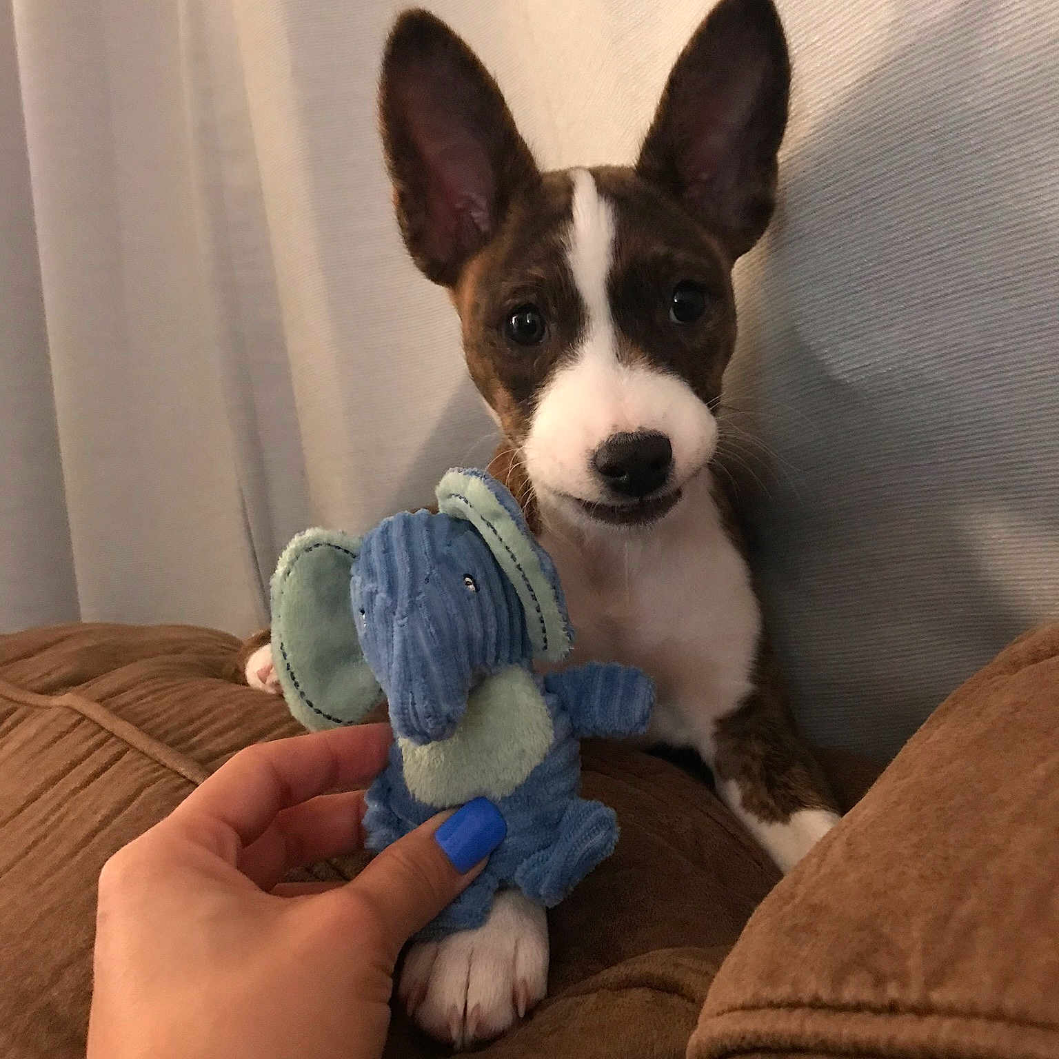 Ammo joined the competition — help win amazing prizes! canidae, cardigan_welsh_corgi, carnivore, companion_dog, dog, dog_breed, ear, english_toy_terrier, fawn, mammal, miniature_fox_terrier, puppy, rat_terrier, snout, teddy_roosevelt_terrier, tenterfield_terrier, toy_fox_terrier, vertebrate