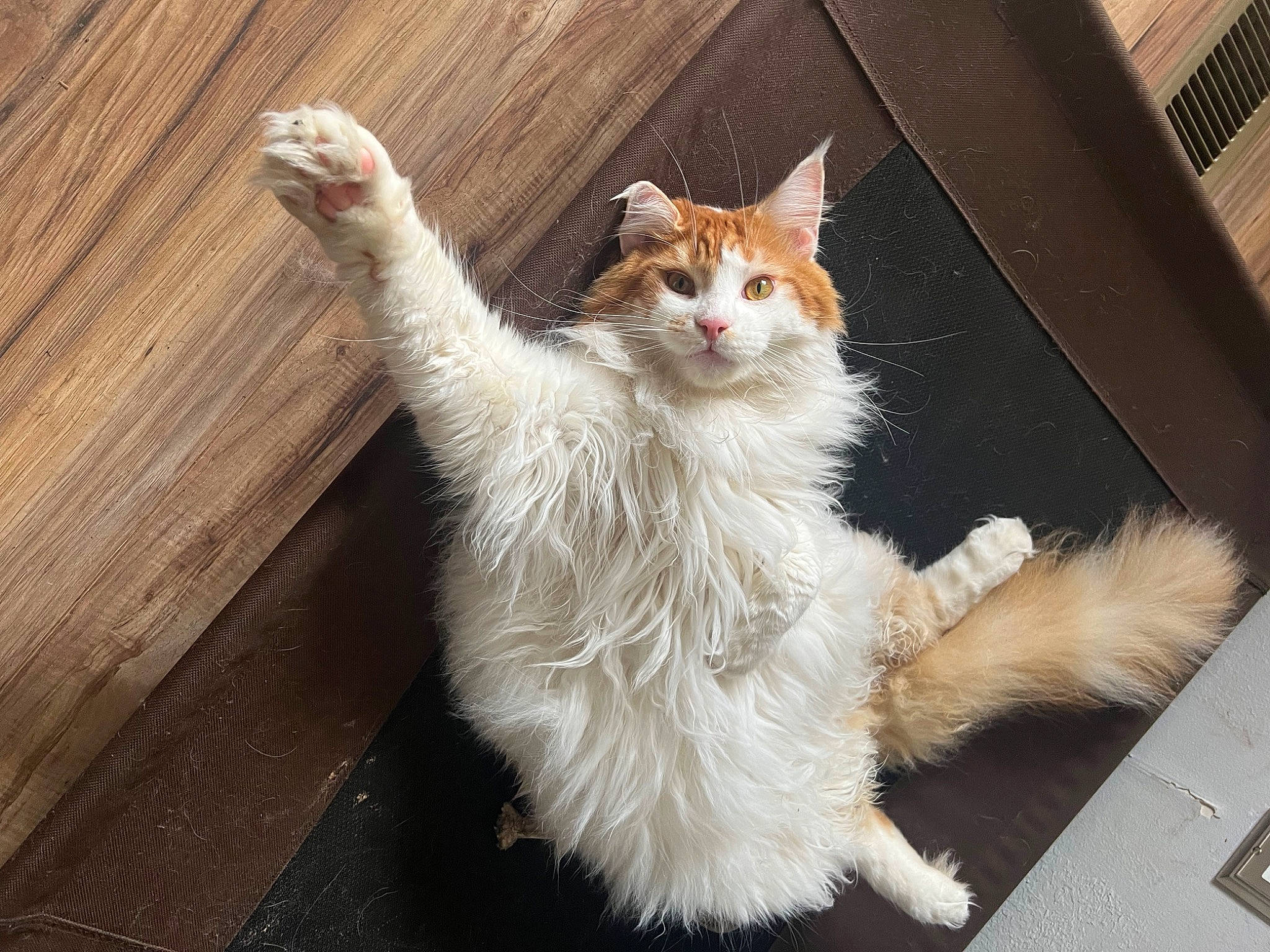 Elvis is registered to the contest to win money with this photo: carnivore, cat, claw, domestic_short_haired_cat, eye, fawn, felidae, foot, fur, gesture, hardwood, head, paw, small_to_medium_sized_cats, snout, tail, terrestrial_animal, whiskers, wood