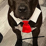 Onyx is registered to the contest to win money with this photo: dog, black_dog, tie, collar, pet, animal, indoor, floor, looking_up, cute, domestic_animal, mammal, ears, paws, alert, standing, portrait, closeup, furry, companion