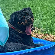 Omen joined the competition — help win amazing prizes! dog, rottweiler, wet, tongue_out, pool, blue_pool, grass, fence, outdoor, pet, animal, summer, happy, canine, playful, water, tongue, resting, backyard, fun